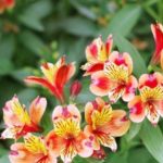 iPhone8・7・6・6s・SE2のナチュラルな花の無料壁紙・待受けを配信中