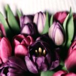 iPhone12Mini・13Miniロック画面等の花の無料壁紙・待受けが取り放題