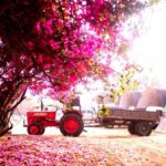 iPhone12ProMax・13ProMax・14plusのピンクの無料壁紙・待受けを配信中