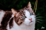 iPhone12Mini・13Miniロック画面等の猫の無料壁紙・待受けを配信中