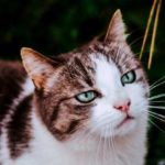 iPhone12Mini・13Miniロック画面等の猫の無料壁紙・待受けを配信中