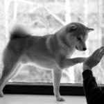 iPhone12Mini・13Miniロック画面等の犬の無料壁紙・待受けを配信中