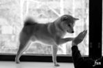 iPhone12Miniロック画面等の犬の無料壁紙・待受け