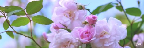 秋のピンクのバラ