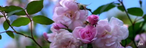 秋のピンクのバラ