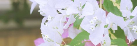 白いブーゲンビリア