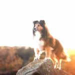 iPad7.9・9.7インチロック画面等犬の無料壁紙・待受けを配信中