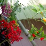 iPhone11ProMax・XsMaxロック画面等のお正月の無料壁紙・待受けを配信中