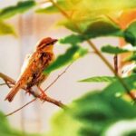 iPhone12ProMax・13ProMax・14plusのロック画面等の春の壁紙を配信中