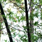 iPadPro・Air10.5インチロック画面等の春の無料壁紙・待受けを配信中