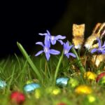 Twitterの春のヘッダーフリー画像が取り放題