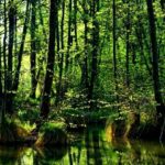 LINEプロフィール背景用春の無料画像が取り放題