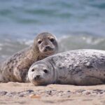 iPad10.2インチロック画面等の無料壁紙・待受けを配信中