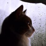 iPhone12ProMax・13ProMax・14plusロック画面等の雨の壁紙を配信中