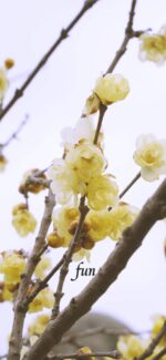 蝋梅（ロウバイ）