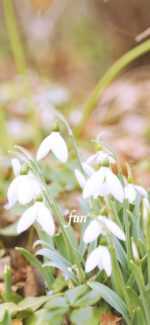 スノードロップ