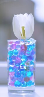 白いチューリップ