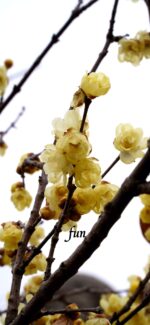 蝋梅（ロウバイ）