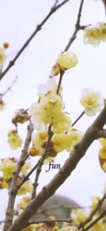 蝋梅（ロウバイ）