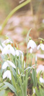 スノードロップ（マツユキソウ）