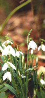 スノードロップ（マツユキソウ）