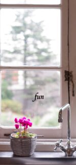 キッチンのシクラメン