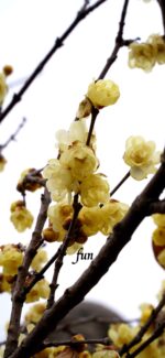 蝋梅（ロウバイ）