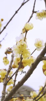 蝋梅（ロウバイ）