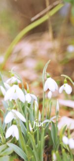 スノードロップ
