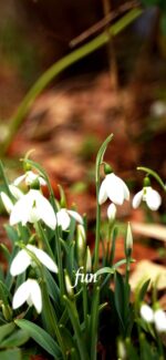 スノードロップ