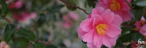 X（エックス）ヘッダー用サイズのフリー画像