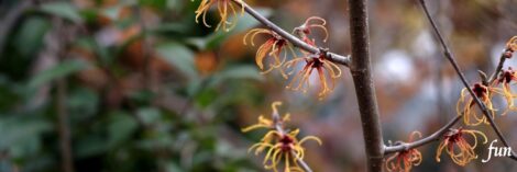 X（エックス）ヘッダー用サイズのフリー画像