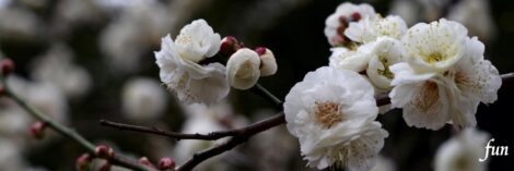 X（エックス）ヘッダー用サイズのフリー画像