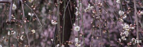 X（エックス）ヘッダー用サイズのフリー画像