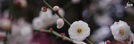 X（エックス）ヘッダー用サイズのフリー画像