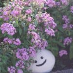 ピンクの花と笑顔の石