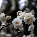 梅の花