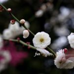 梅の花