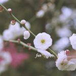 梅の花