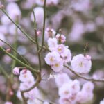 梅の花