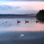 湖の白鳥と黒鳥