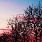 夕暮れの空と木