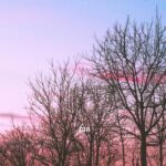 夕暮れの空と木