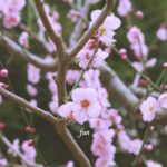 梅の花