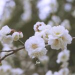 梅の花