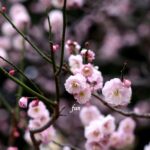 梅の花