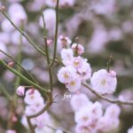 梅の花