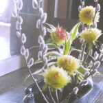 ネコヤナギと生け花