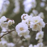 梅の花
