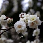 梅の花